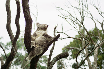 Taronga Zoo Koala Bear Australia Sydney
