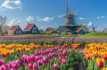 Fotobehang A colorful tulip field with windmills in the background  © Cetin