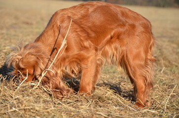 Cocker Spaniel