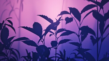 Fototapeta na wymiar Silhouette of plants against purple background