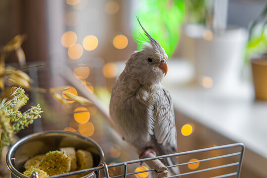 Yellow cockatiel parrot.Cute cockatiel.Home pet parrot.The best cockatiel.Beautiful photo of a bird.Ornithology.Funny parrot.Cockatiel parrot.
Home pet yellow bird.Beautiful feathers.Love for animals