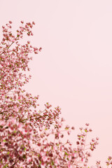 아름다운 봄,벚꽃 배경