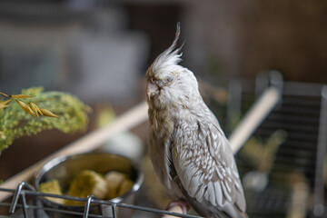sick parrot.Ornithology.Funny parrot.Cockatiel parrot.
Home pet yellow bird.Beautiful feathers.Love...