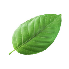 Obraz premium A close up of a green leaf on a Transparent Background