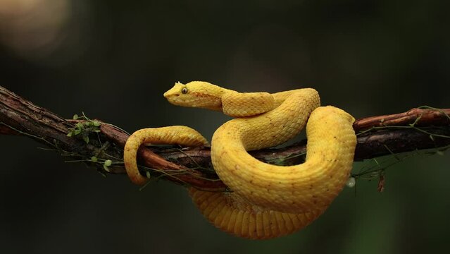 Eyelash viper snake in the rainforest of Costa Rica 