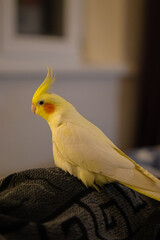 Yellow cockatiel parrot.Cute cockatiel.Home pet parrot.The best cockatiel.Beautiful photo of a...