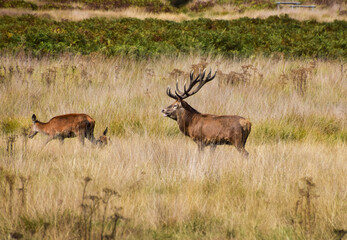 A stag and doe during the red deer mating season, known as the rut, in UK.