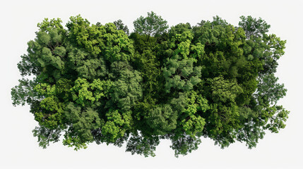 Obraz premium aerial view of woods, isolated, transparent