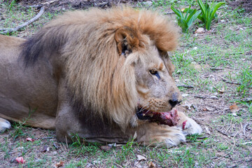 A male lion eats meat in a wildlife sanctuary in Zimbabwe 