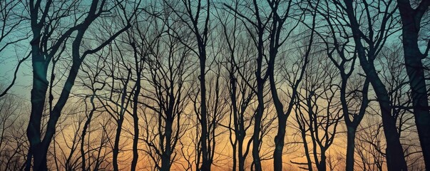 Bare trees silhouetted against a colorful sunset sky