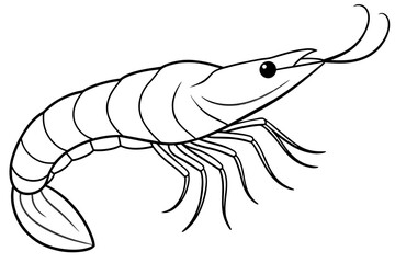 shrimp  vector illustration