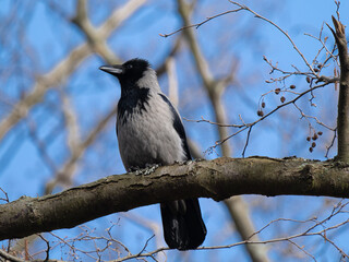 Naklejka premium gray raven sitting on a tree branch