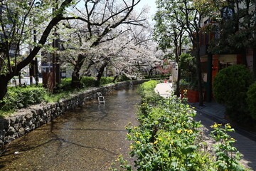 A scene of Japanese rivers : Takase-gawa Stream in Kyoto 日本の川景色：京都の高瀬川