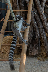 Animals in zoo 