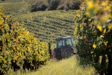 The hand harvesting, vendemmia, in the Brachetto vineyards around Acqui terme, late September 2023