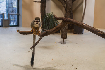 Monkey sitting on the tree