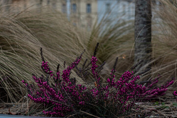 Early spring flowers