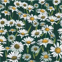 Seamless field border with daisies. Hand drawn botanical design. Floral winder for fabric, paper and other print and web projects.