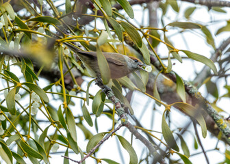 Blackcap (Sylvia atricapilla) - Found throughout Europe, western Asia & parts of North Africa