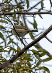 Blackcap (Sylvia atricapilla) - Found throughout Europe, western Asia & parts of North Africa