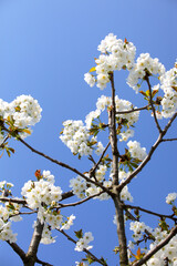 Cherry blossom branch with beautiful white blossoms symbolizing spring and rebirth on blue sky
