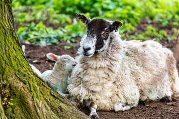 Mother and Baby at Chilham near Canterbury in Kent, England