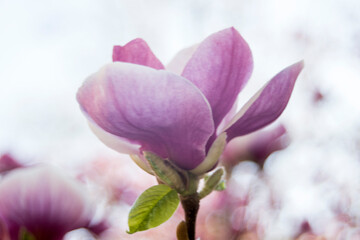 Fototapeta na wymiar pink magnolia flowers