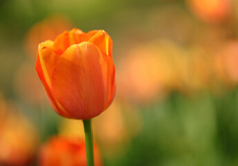 Orange tulip flower in bloom symbol of Netherlands and Dutch cities in general