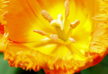 Close-up photograph of tulip flower detail with stamens, pistil with pollen and colorful petals to...