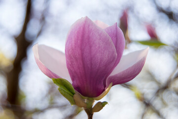 magnolia tree blossom, big open flower 