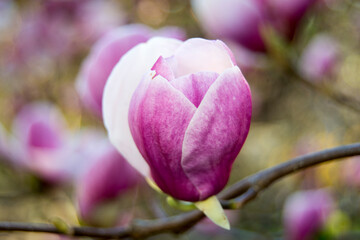pink flower