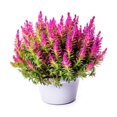 Flowering Heather Plant, Erica Flowers, Gardener Heather