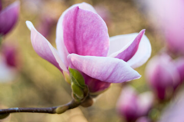 magnolia tree blossom by pink colour 