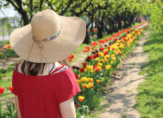 girl  with wide straw hat picking blooming tulips