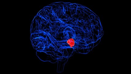 Brain Hypothalamus Anatomy For Medical Concept 3D rendering