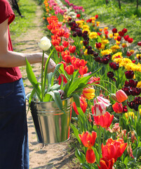 tin bucket with many colorful tulips picked by the girl wearing jeans and a red t-shirt