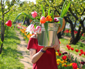 girl with metal bucket full of colorful tulip flowers in springtime