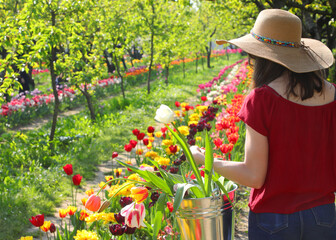girl in blue jeans and wide straw hat picking blooming tulips in outdoor flower farm with a tin bucket