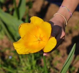 Hand of caucasian girl picking yellow big tulip flower in springtime in Europe