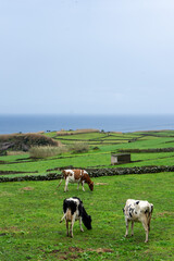 Naklejka na ściany i meble Dairy cows grazing on lush green fields in Terceira Island, Azores, with the Atlantic Ocean in the background.
