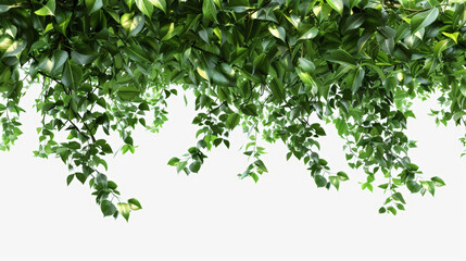 green leaves background on transparent background - obrazy, fototapety, plakaty