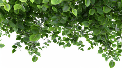 Fototapeta na wymiar green leaves background on transparent background
