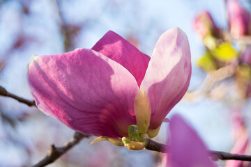 Purple magnolia blossom 