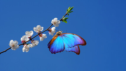 bright blue tropical morpho butterfly on sakura flowers against the blue sky. cherry blossom branch and butterfly. copy space