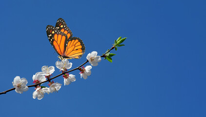 bright orange tropical monarch butterfly on sakura flowers against the blue sky. cherry blossom branch and butterfly. copy space