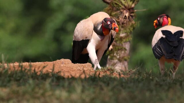 King vulture in the rainforest of Costa Rica 