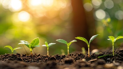 Group of Small Green Plants Growing in Dirt