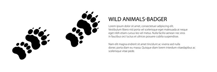 Banner of track of forest animal, trace of animal European badger, vector illustration