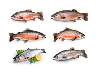 Raw trout isolated. Fresh cutthroat, steelhead fish, whole rainbow trout, trutta, fario