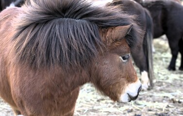 Naklejka na ściany i meble brown pony with white muzzle and black mane close-up
